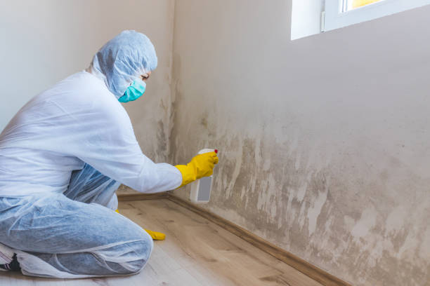 Licensed Black Mold Removal service in Carlisle, MA - WQB Mold Removal