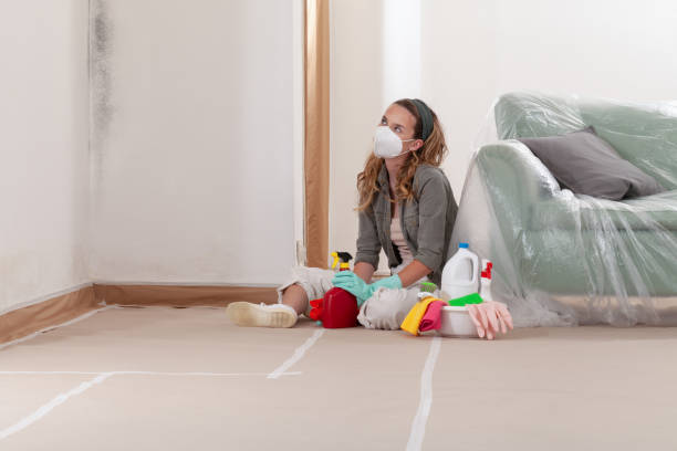 Trusted Black Mold Removal service in Carlisle, MA - WQB Mold Removal