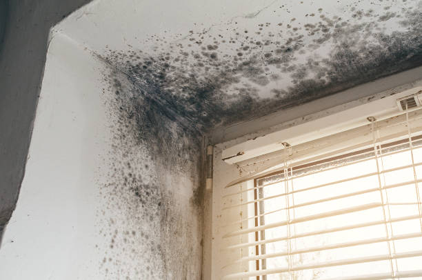 Affordable Black Mold Removal solutions in Carlisle, MA